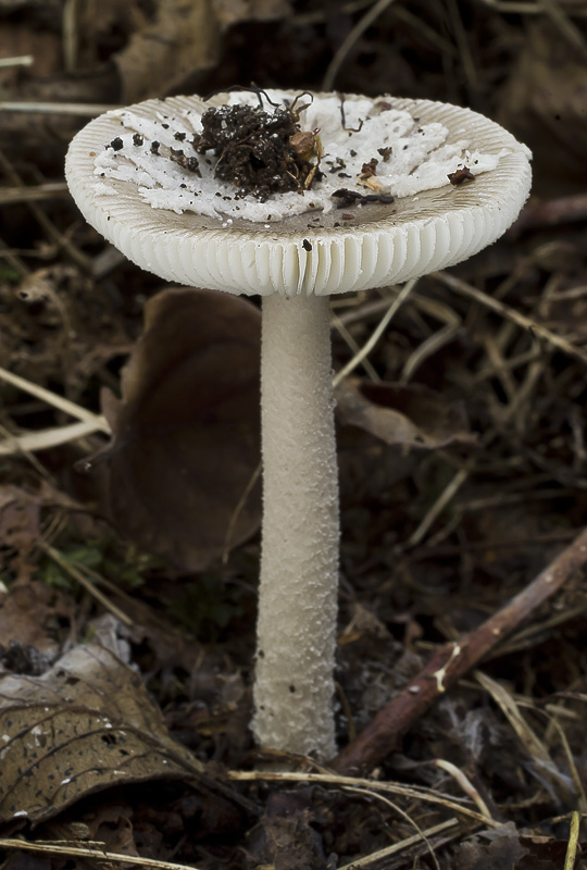 Amanita friabilis